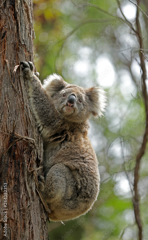 Obraz premium Freilebender Koala in Australien