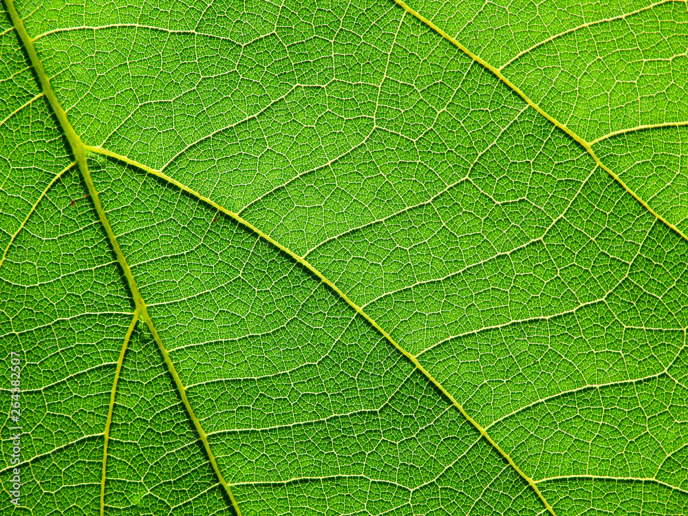 green leaf texture green leaf texture