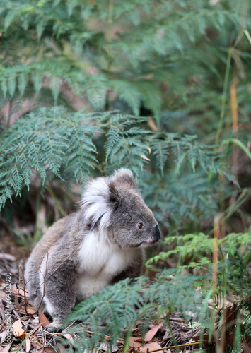 Freilebender Koala in Australien © Andrea Geiss