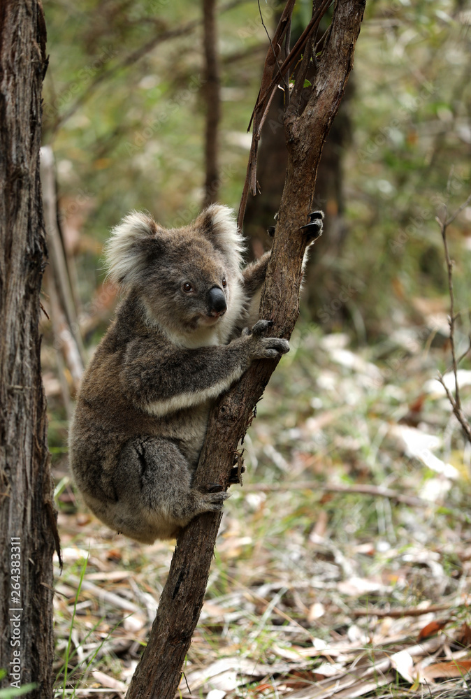 Naklejka premium Freilebender Koala in Australien