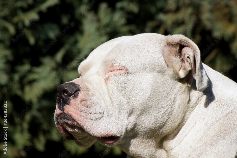 Amerikanische Bulldogge als Tagträumer in der Sonne