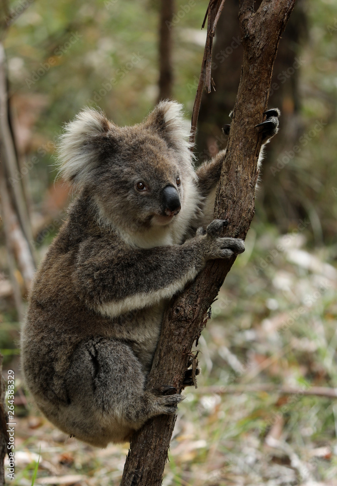 Obraz premium Freilebender Koala in Australien