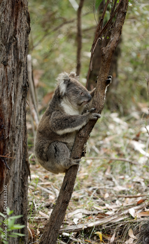 Fototapeta premium Freilebender Koala in Australien