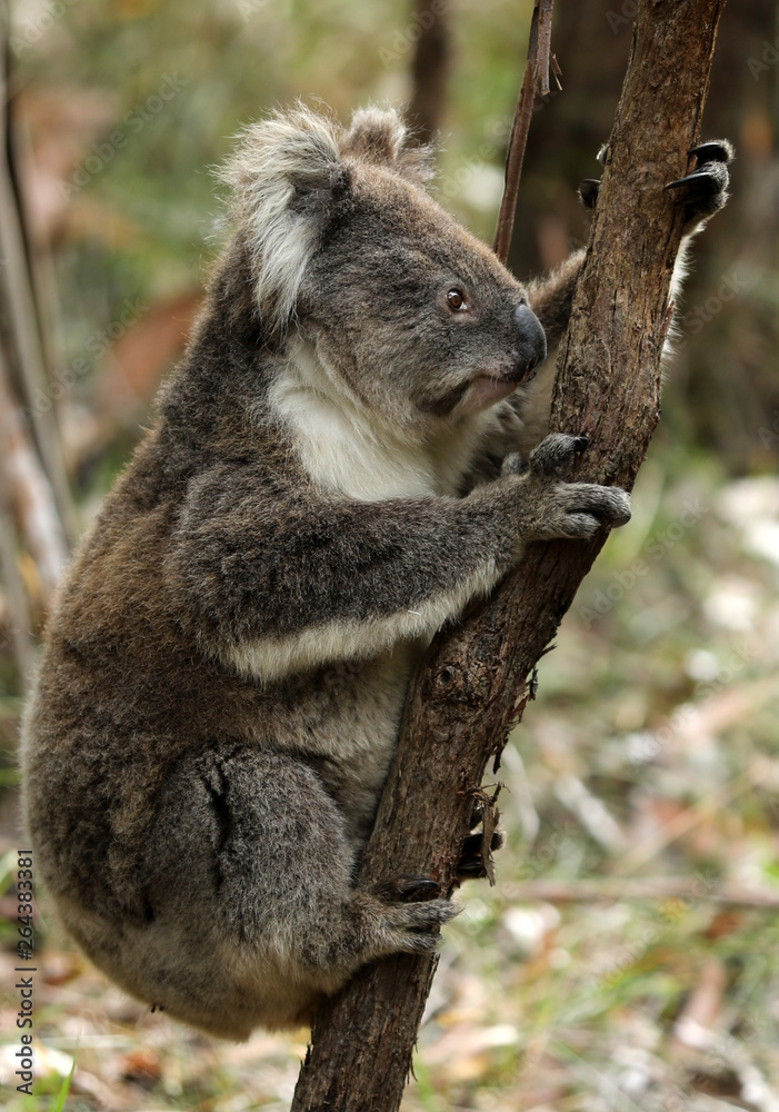 Obraz premium Freilebender Koala in Australien