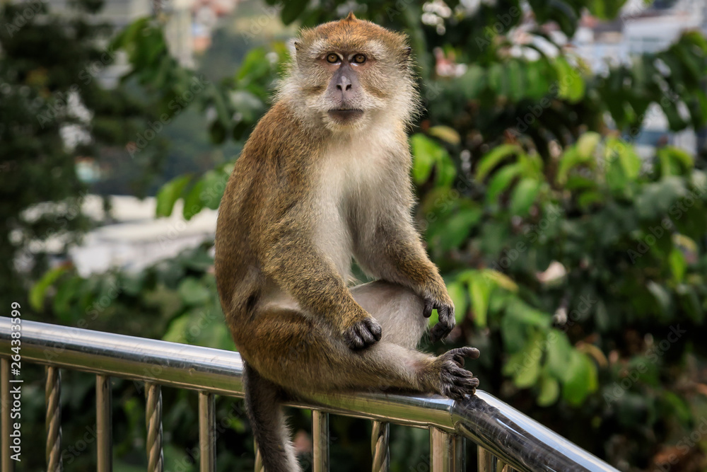 Affe, Makake sitzend auf einem Geländer
