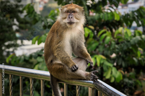 Affe  Makake sitzend auf einem Gel  nder