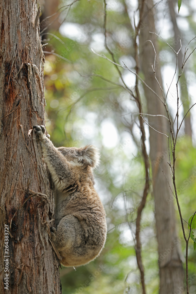 Obraz premium Freilebender Koala in Australien