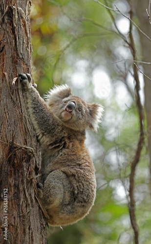 Freilebender Koala in Australien