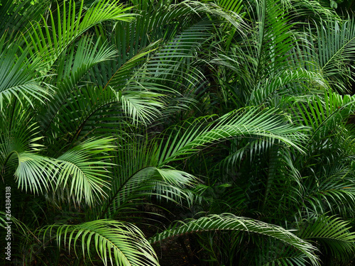 Fototapeta Naklejka Na Ścianę i Meble -  green palm leaf in garden