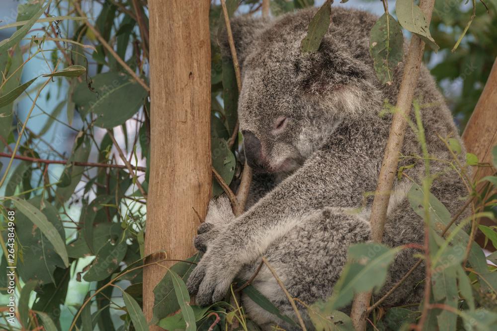 Obraz premium Ein Koala schläft in einem Eukalyptusbaum
