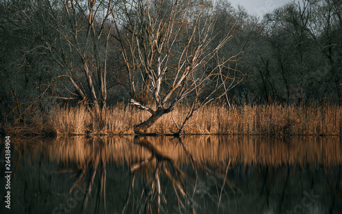 reflection of trees in a forest lake, evening in nature, spring