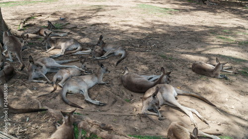 Fotografie Eine Herde Känguurs in Australien ruht sich aus