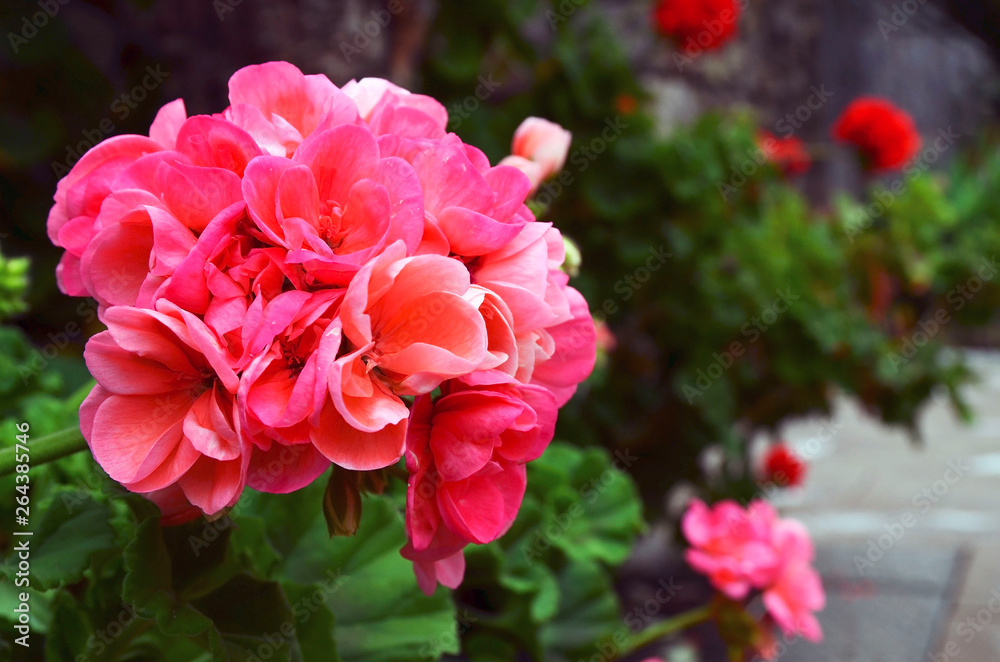 Pink geranium flowers in summer garden of Tenerife,Canary Islands,Spain.Blooming pelargoniums.Ornamental gardening concept.Selective focus.