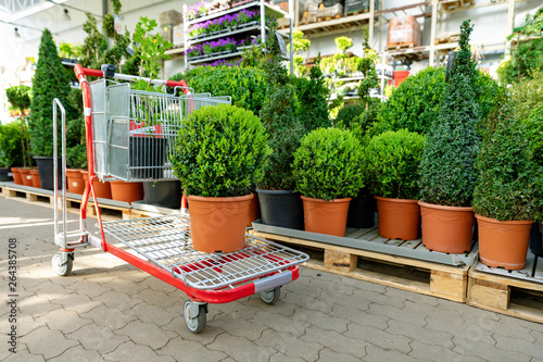Fototapeta Naklejka Na Ścianę i Meble -  shopping at garden plants store buxus on cart