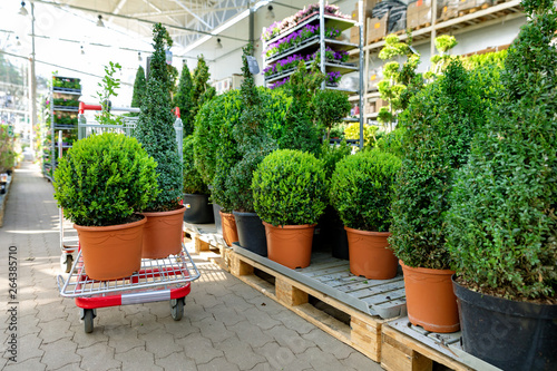 Fotografía choosing ornamental plants at garden center