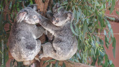 Zwei Koalas mit Baby