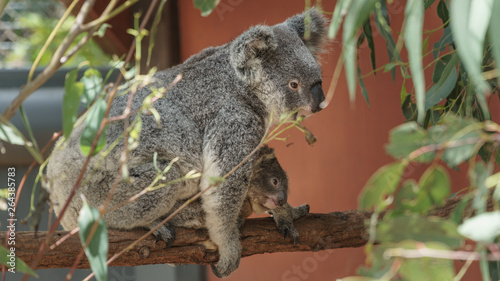 Fototapeta Naklejka Na Ścianę i Meble -  Koala Mama mit Koala Baby