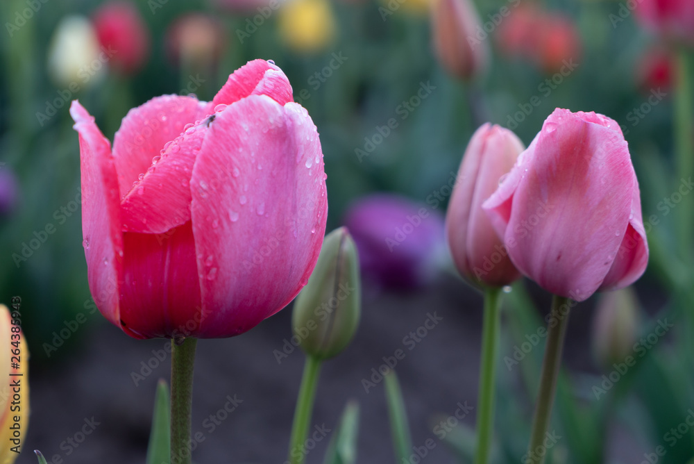 pink tulips in the garden