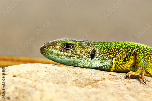 closeup of colorful green lizard