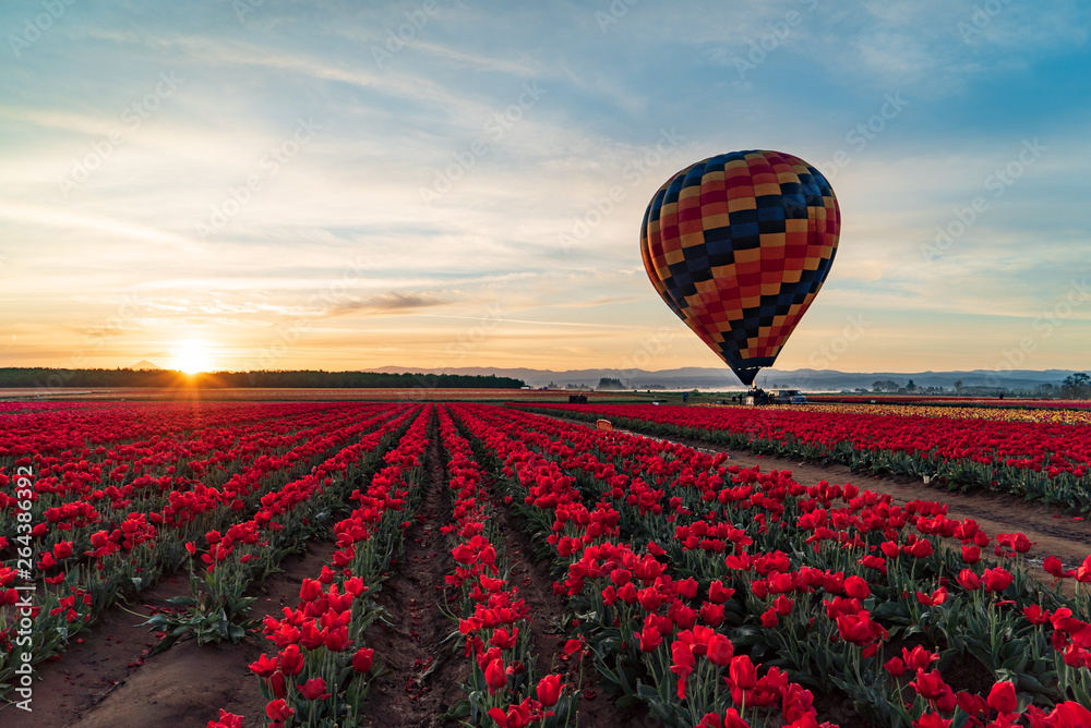 Fototapeta premium hot air balloon in the sky