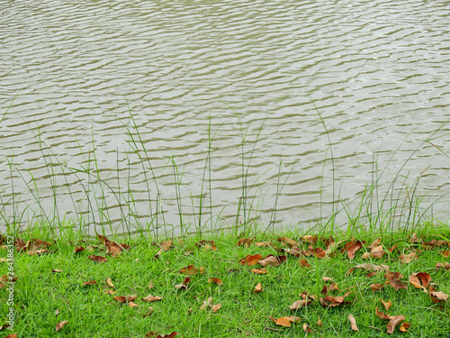 autumn leaf on grass lawn with water wave in the pond at the park photo