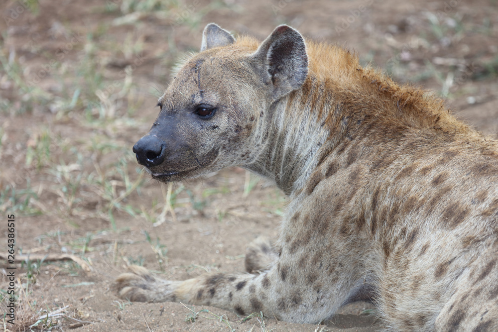 Tüpfelhyäne / Spotted hyaena / Crocuta crocuta Tüpfelhyäne / Spotted hyaena / Crocuta crocuta