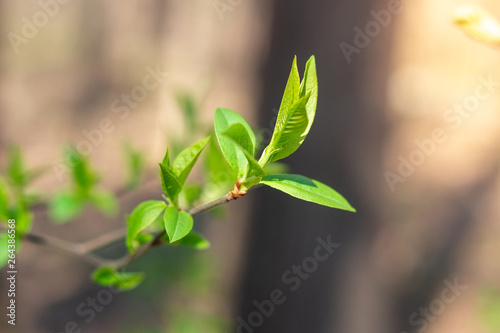 Spring leaves and buds