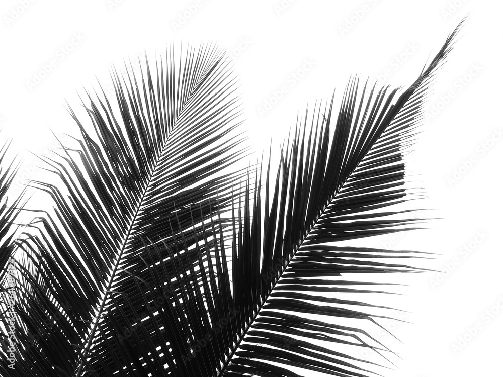 Obraz premium beautiful coconut leaf on white background