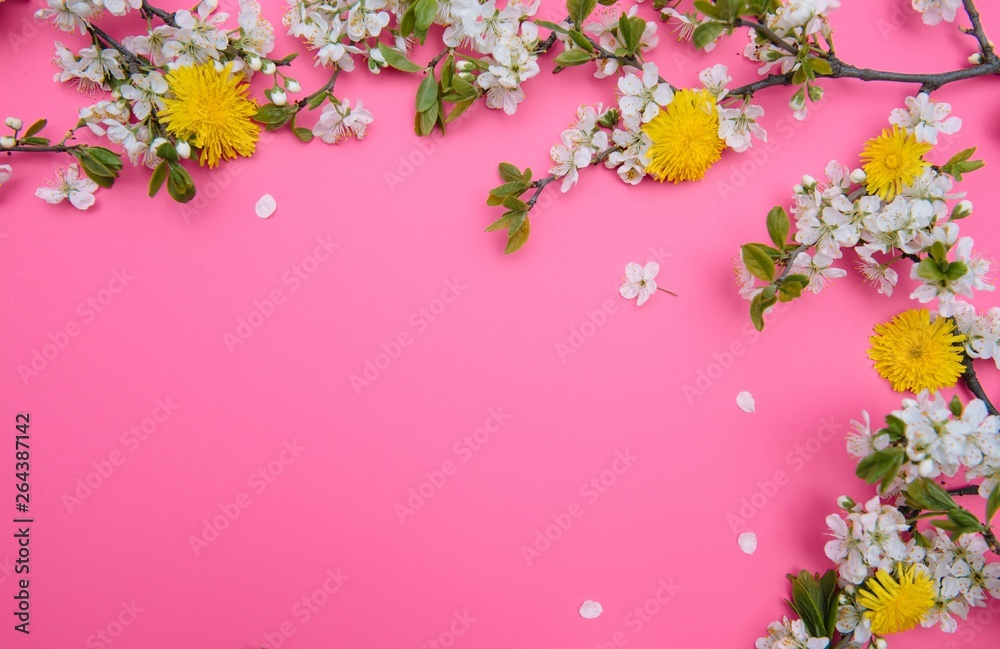 Fototapeta photo of spring white cherry blossom tree on pink background. View from above, flat lay, copy space. Spring and summer background.