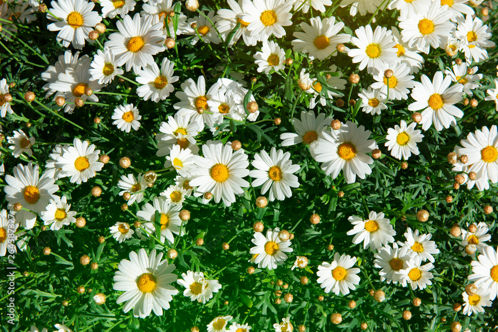Fototapeta premium Chamomile blooming flowers. Daisies meadow. Beauty in spring nature.
