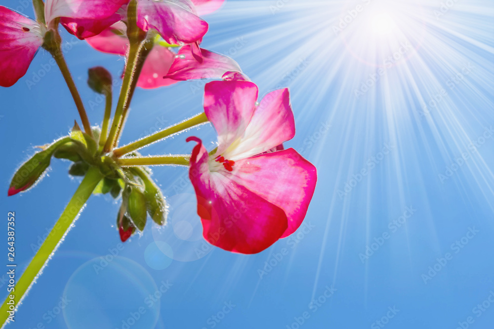 Obraz premium Geranium, Flower, Flora, Blossom,