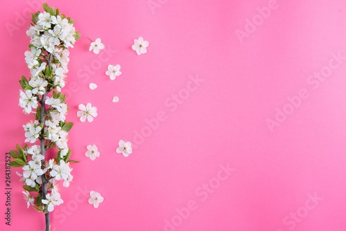 photo of spring white cherry blossom tree on pastel pink background. View from above  flat lay