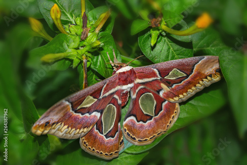 Rothschildia moth jacobaeae on green leaves giant Argentina moth, cecropia moths, The Atlas of Rothschild, photo