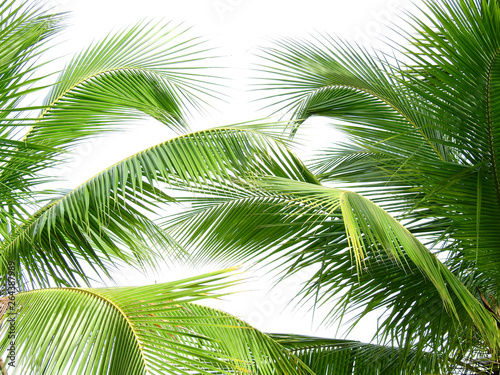 coconut leaf on white background © srckomkrit
