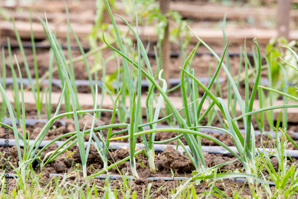 Vegetable garden with drip irrigation system. Drop by drop equipment for gardening. Vegetable garden with drip irrigation system. Drop by drop equipment for gardening.