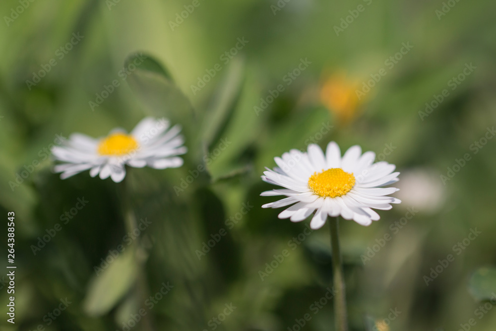 Gänseblümchen verklärt Gänseblümchen verklärt
