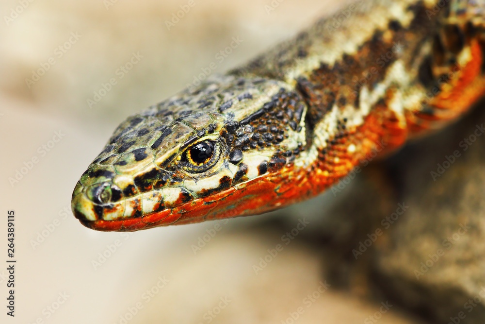 male common wall lizard portrait male common wall lizard portrait