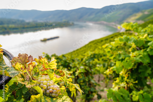 Foto Weinberge im Bopparder Hamm am Mittelrhein