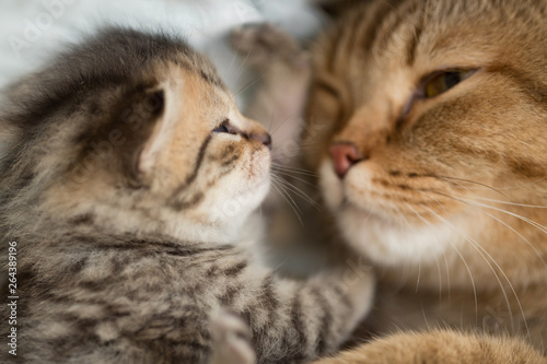 Lovely cat mother and kitten have rest together face to face