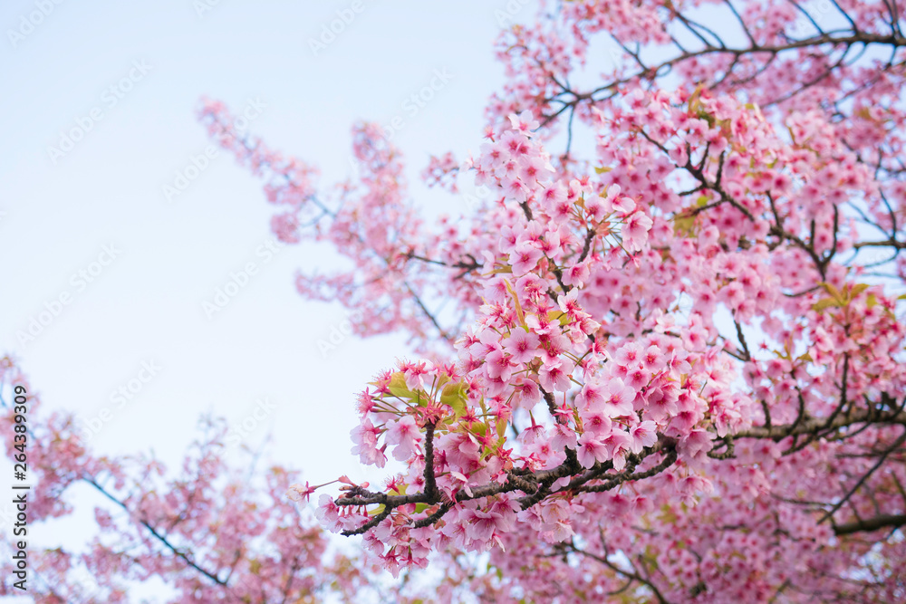 Full bloom Sakura , Cherry Blossom in evening