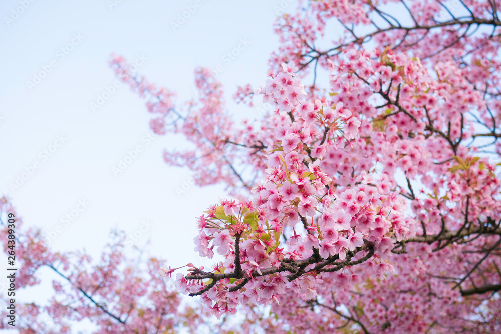 Full bloom Sakura , Cherry Blossom in evening Full bloom Sakura , Cherry Blossom in evening
