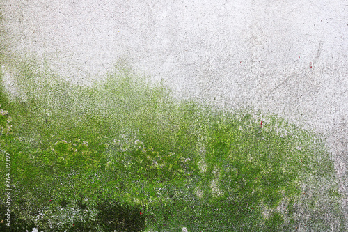 Obraz na plátně moss and algae growing on wall