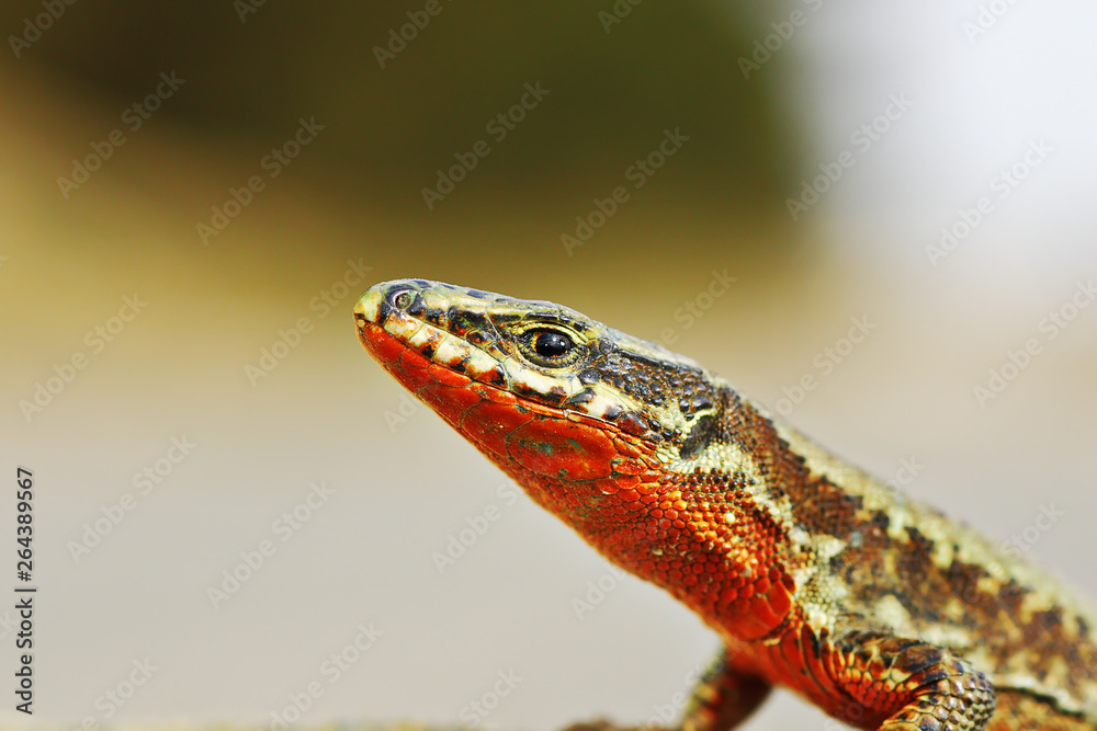 Fototapeta premium orange colored male Podarcis muralis