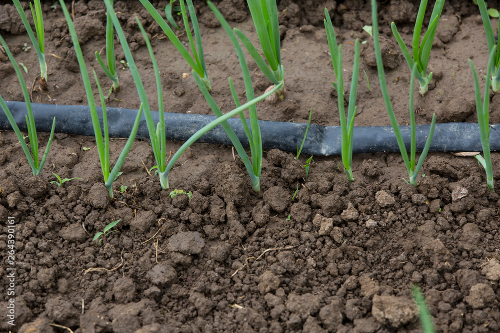watering system drop by drop on growing onions watering system drop by drop on growing onions