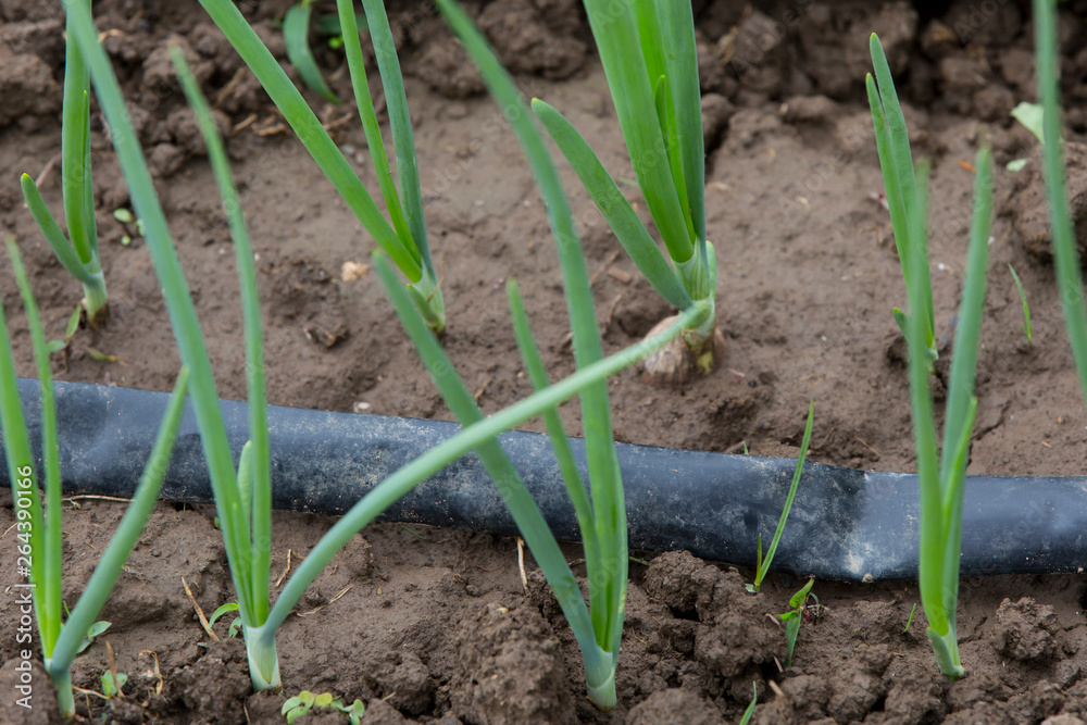 watering system drop by drop on growing onions watering system drop by drop on growing onions