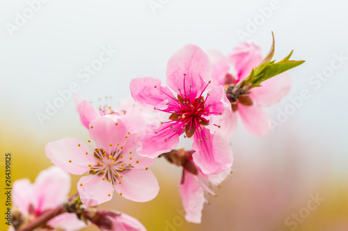 Spring blooming pink peach