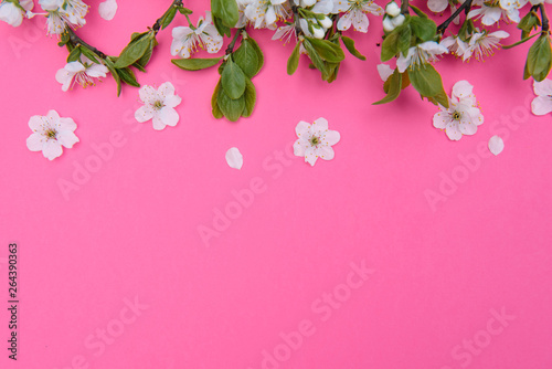 photo of spring white cherry blossom tree on pastel pink background. View from above, flat lay © Serhii