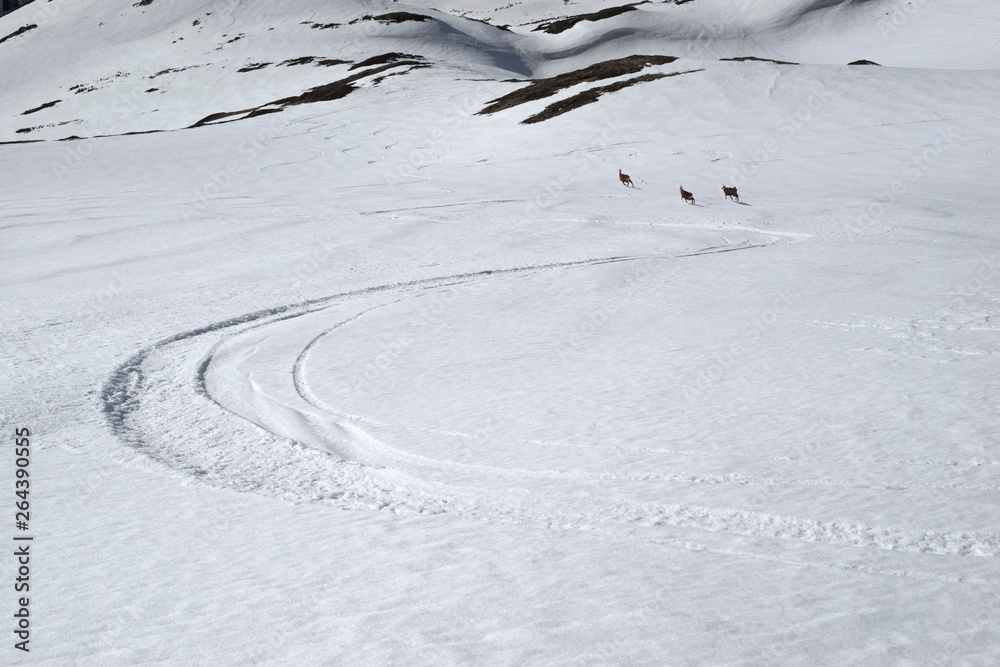 Obraz premium Mountain sheep on the ski track