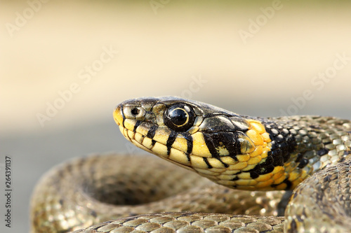 yellow spots on grass snake head