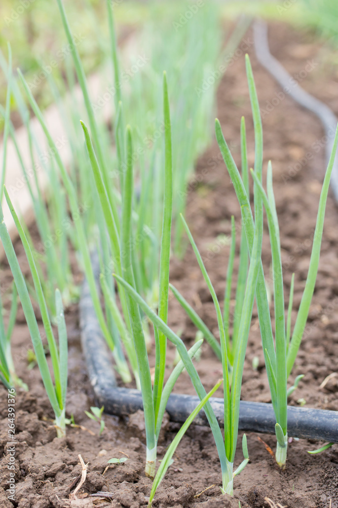 Drip Irrigation System Drip Irrigation System